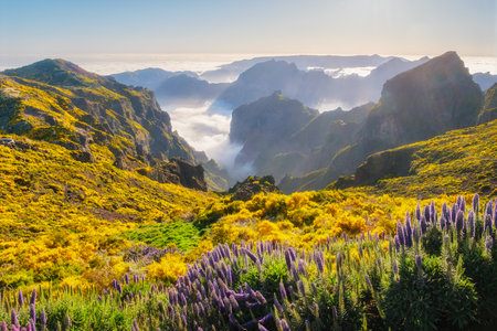 View from Pico do Arieiro of mountains over clouds with Pride of Madeira flowers and blooming Cytisus shrubs on sunset with sunburst. Madeira island, Portugalの写真素材