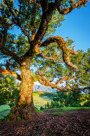 Centuries-old til trees in fantastic magical idyllic Fanal Laurisilva forest on sunrise. Madeira...