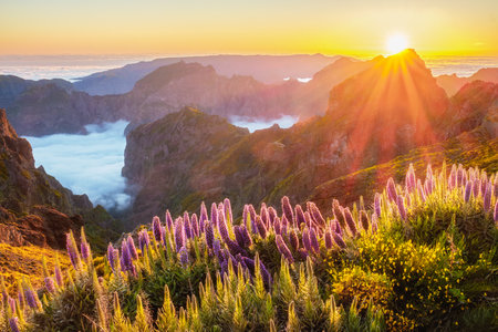 View from Pico do Arieiro of mountains over clouds with Pride of Madeira flowers and blooming Cytisus shrubs on sunset with sunburst. Madeira island, Portugalの写真素材