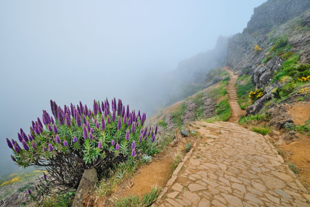 The hiking trail in mountains between Pico de Arieiro and Pico Ruivo in clouds with purple Pride of...