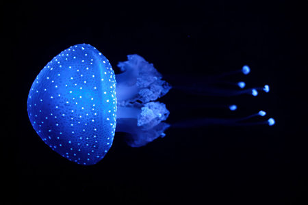 Bioluminescent Jellyfish Phyllorhiza punctata white-spotted jellyfish aka floating bell, Australian spotted jellyfish luminescent underwaterの写真素材