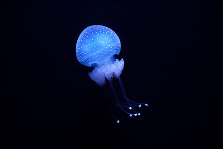 Bioluminescent Jellyfish Phyllorhiza punctata white-spotted jellyfish aka floating bell, Australian...