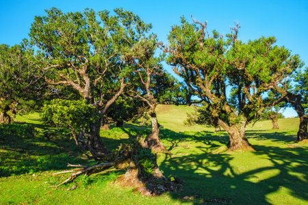 Centuries-old til trees in fantastic magical idyllic Fanal Laurisilva forest on sunset. Madeira...