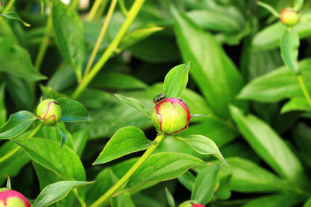 Green insect fly on a leaf close-upの写真素材