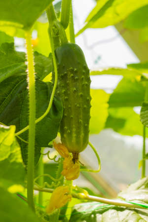 Green cucumber on a branch with flowersの写真素材