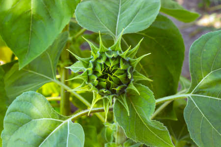 Green sunflower on the background of green leaves clear dayの写真素材