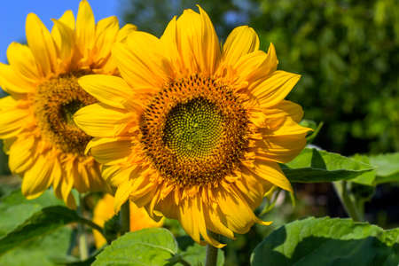 Yellow sunflower in the summer on a background of green leavesの写真素材
