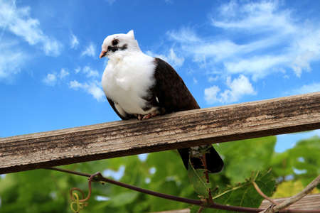 Dove against the sky sitting on a stick clear dayの写真素材