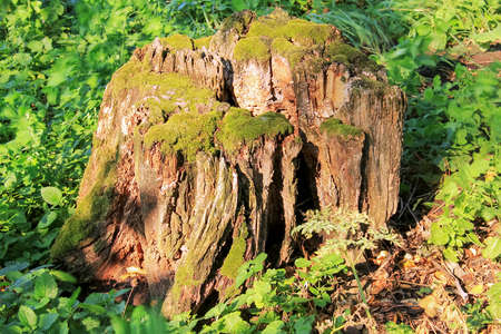 Old Stump on the background of grass in the forestの写真素材
