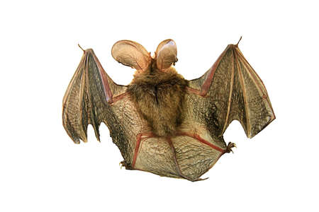 A close up of the small bat. Isolated on white.の写真素材