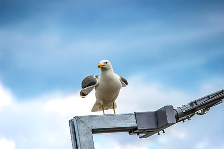 seagull with spread wings sitting on a lampの写真素材