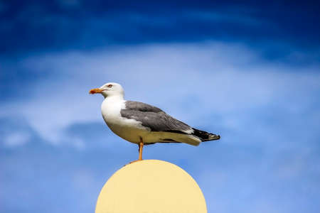 seagull with spread wings sitting on a lampの写真素材