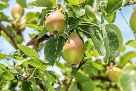 Beautiful ripe pears hanging on a treeの写真素材