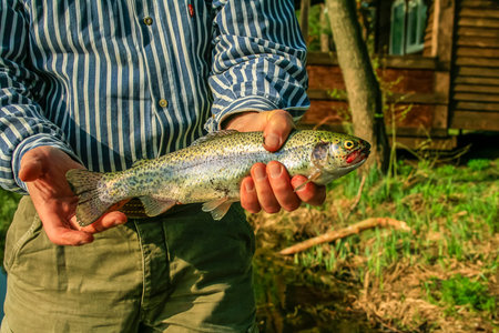 Freshly caught small rainbow trout fish in a fisherman hand. Before letting goの写真素材