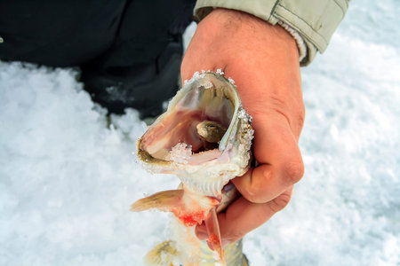 Freshly caught pike in winter season on iceの写真素材