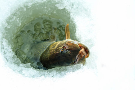 Pike looks out from under the ice with fish in its mouth