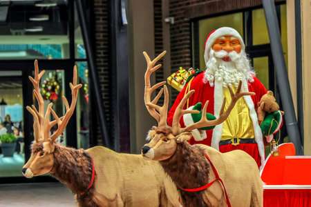 Santa Claus are near his reindeers in harnessの写真素材