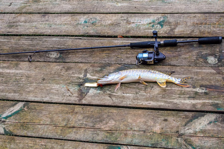 caught predatory fish lies on the shore