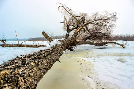 A tree lying down in winter fieldの写真素材