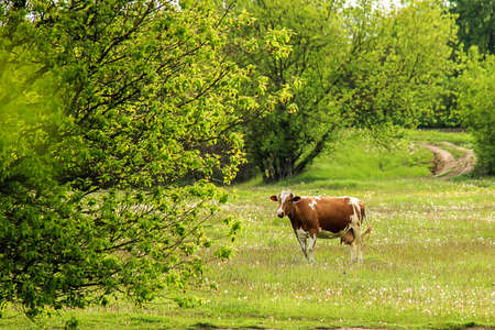 The cow is grazed on a green field clear dayの写真素材