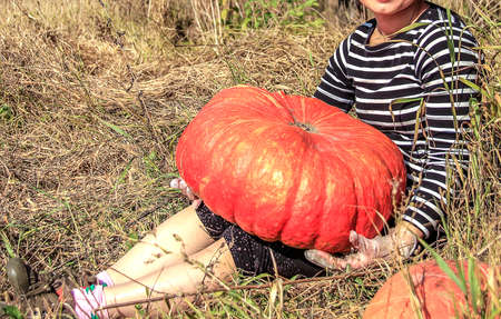 girl holds a Giant pumpkin の写真素材