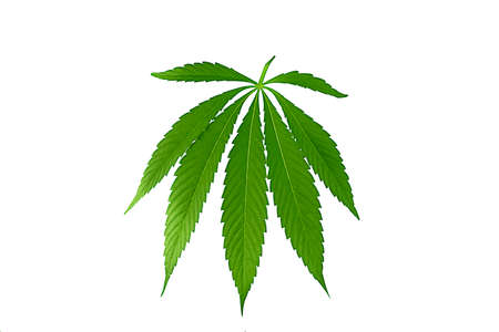 Cannabis leaf, marijuana isolated over white backgroundの写真素材