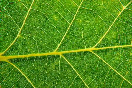 Fresh light green leaf texture macro close-upの写真素材