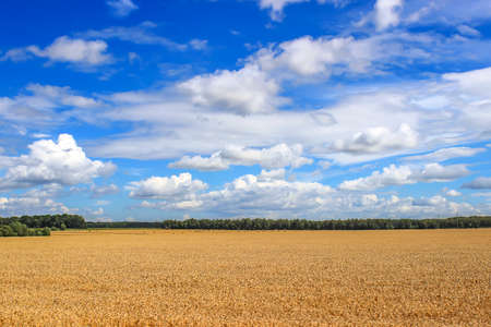 Yellow rapeseed flowers on field with blue sky and cloudsの写真素材