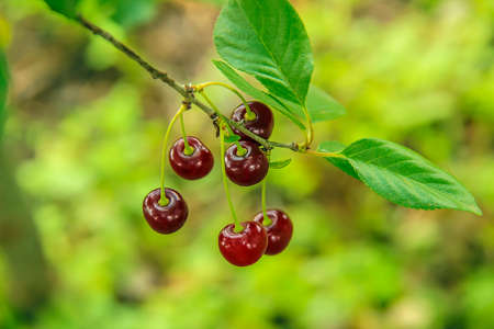 Red ripe cherries on a tree branch against lush foliage on the background. Selective focusの写真素材