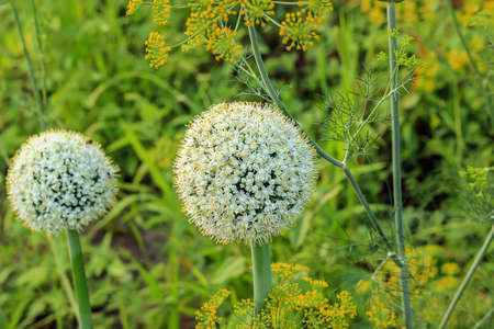 garlic blossoms among a green fields clear dayの写真素材