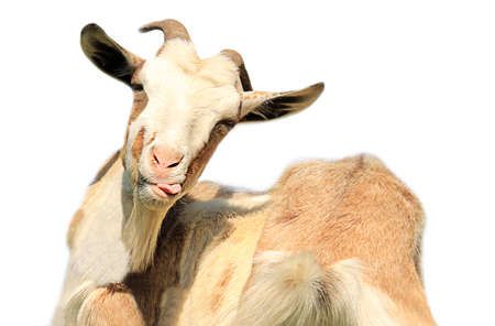 Goat isolated on a white backgroundの写真素材
