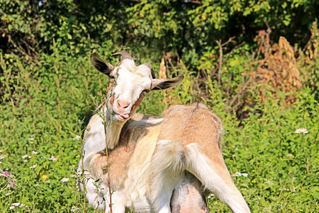 Goat isolated in the open air