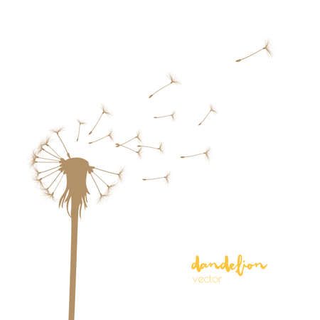 Dandelion silhouette with flying dandelion buds. Vector illustrationのイラスト素材