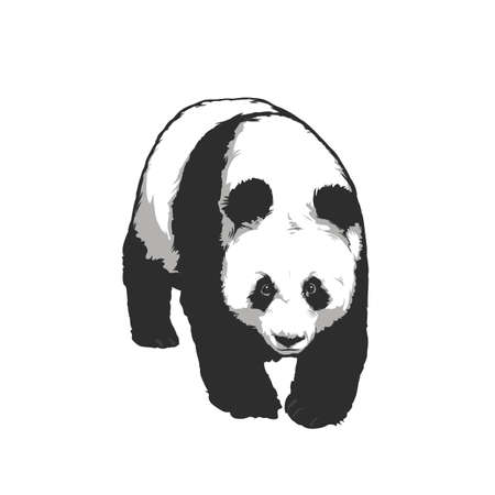 Giant Panda walking. Vector hand drawn graphicのイラスト素材