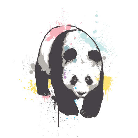 Giant Panda walking. Vector hand drawn graphicのイラスト素材