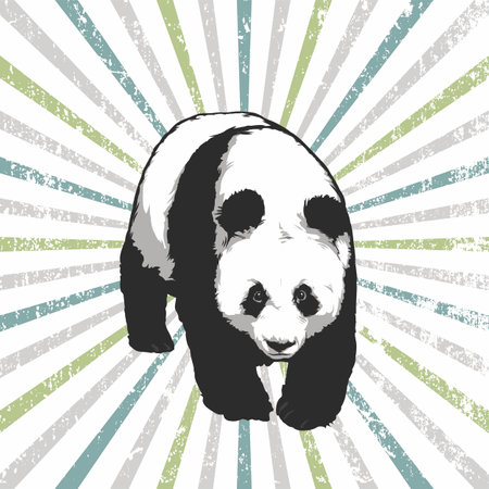 Giant Panda walking. Vector hand drawn graphicのイラスト素材