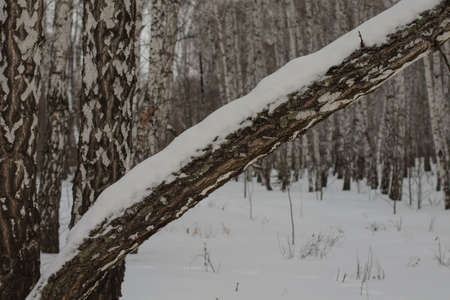 Ural nature not far from Chelyabinsk.の写真素材