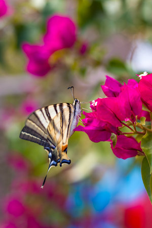 Close up photo of a butterfly on a flower.の写真素材