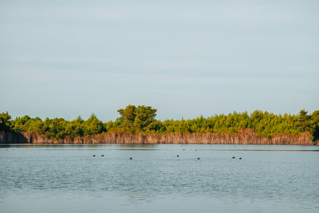 Ducks on the lake.の写真素材
