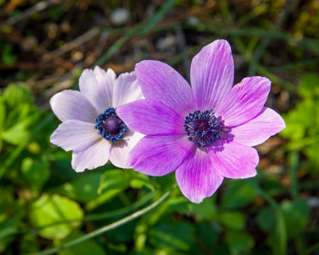 Wild flowersの写真素材