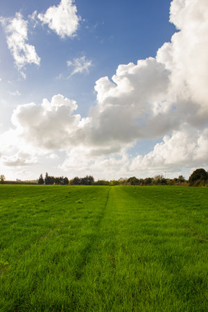 Grass fieldの写真素材