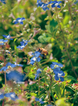 Bee on blue flowers in the garden. Bee on blue flower.の写真素材