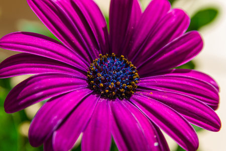 Purple daisy flower close-up. Shallow depth of field.の写真素材