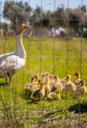 A flock of white geese and goslings on the farmの写真素材