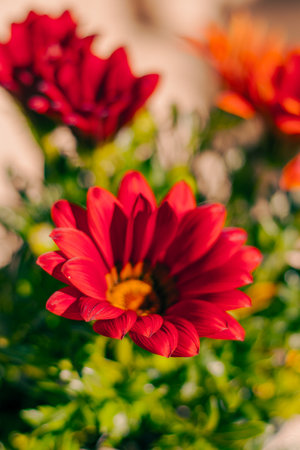 Close up of red flowers (Selective focus)の写真素材