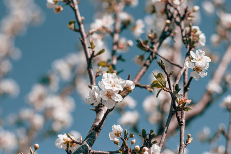 spring flowers on the branches of a blossoming tree, white flowersの写真素材