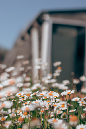 White daisies on the background of an old wooden house.の写真素材