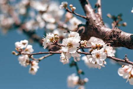 Blossoming branch with white flowers on a blue sky background.の写真素材