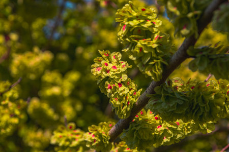 Maple tree branch with young green leaves and buds in spring.の写真素材
