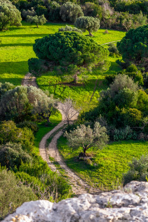 Dirt road in the olive grove in Greeceの写真素材